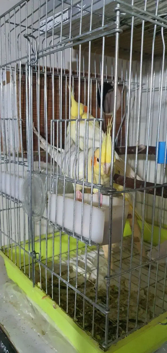 عروس هلندی گمشده|پرنده|هشتگرد, شهرک وحدت|دیوار