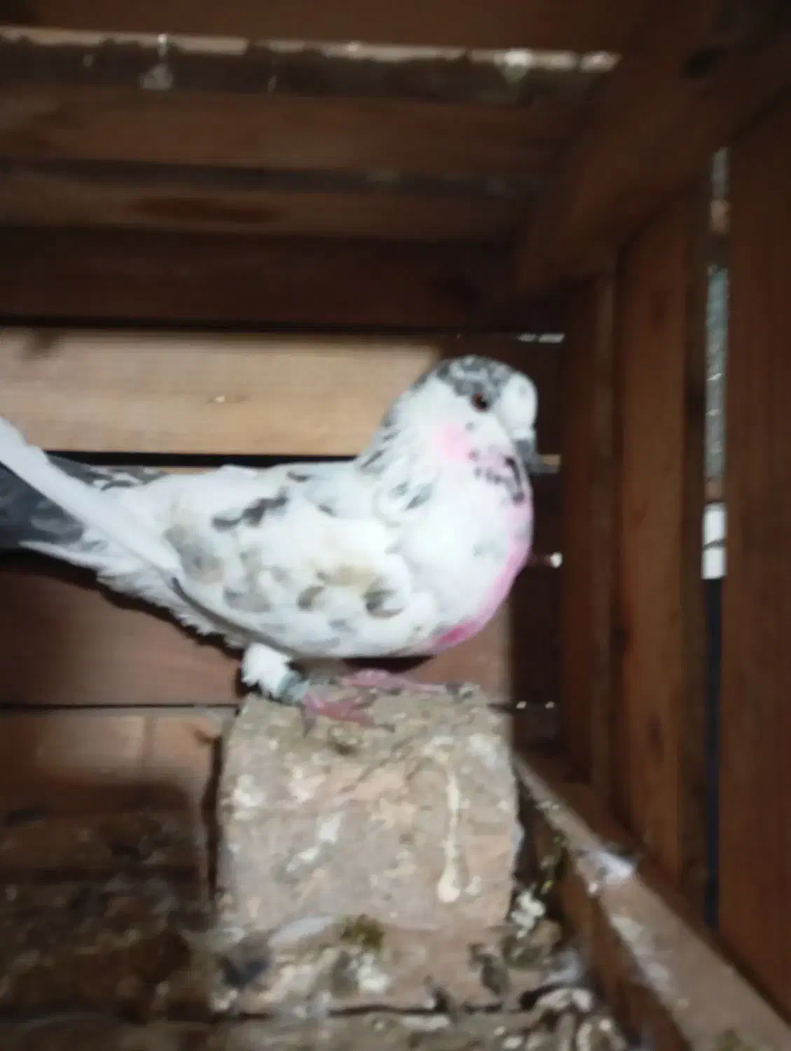 کفتر پرشی|پرنده|مزرعه کتول, |دیوار