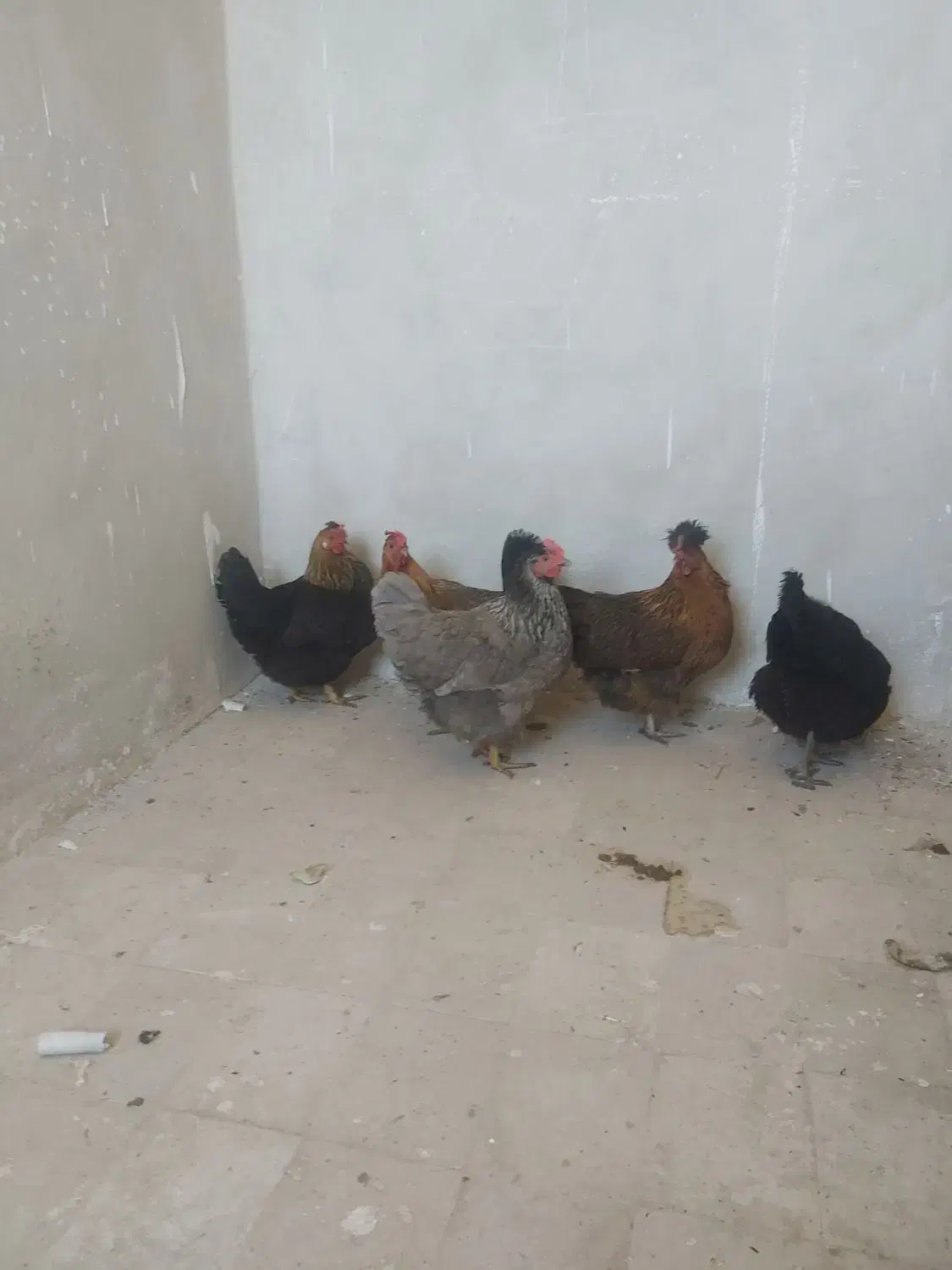 مرغمحلی|حیوانات مزرعه|فولادشهر, مسکن مهر فولادشهر|دیوار