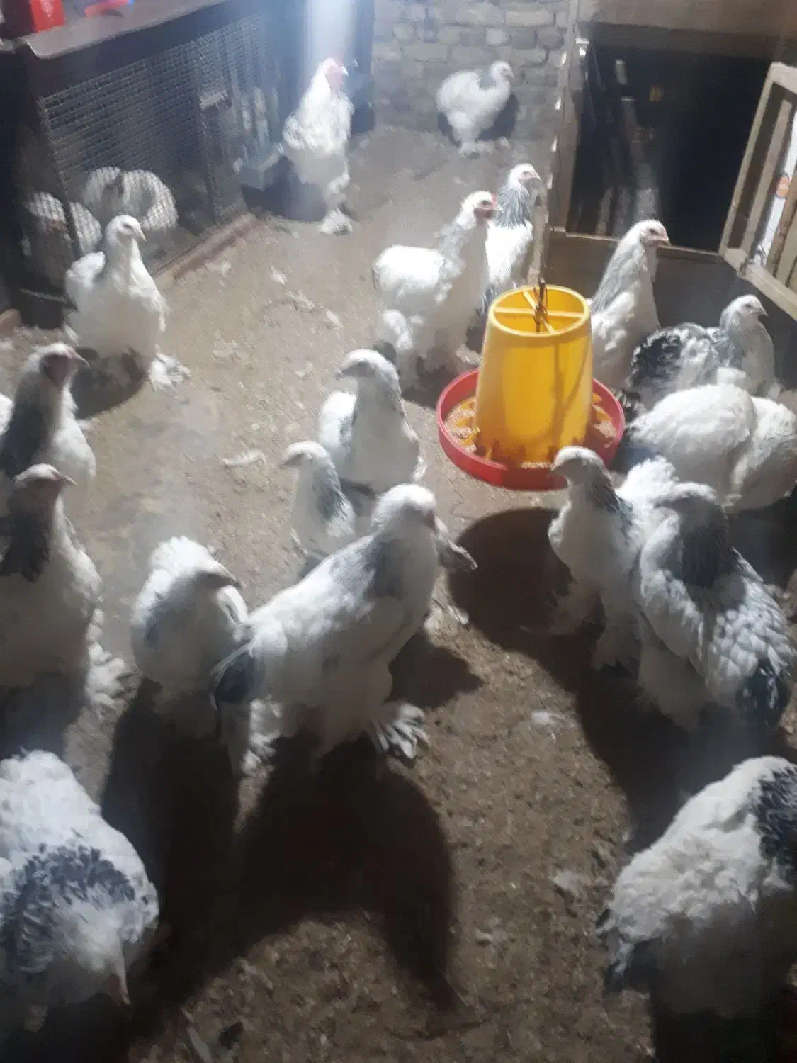 بهترین پرورش دهنده مرغ خروس برهما در اهر|حیوانات مزرعه|اهر, |دیوار