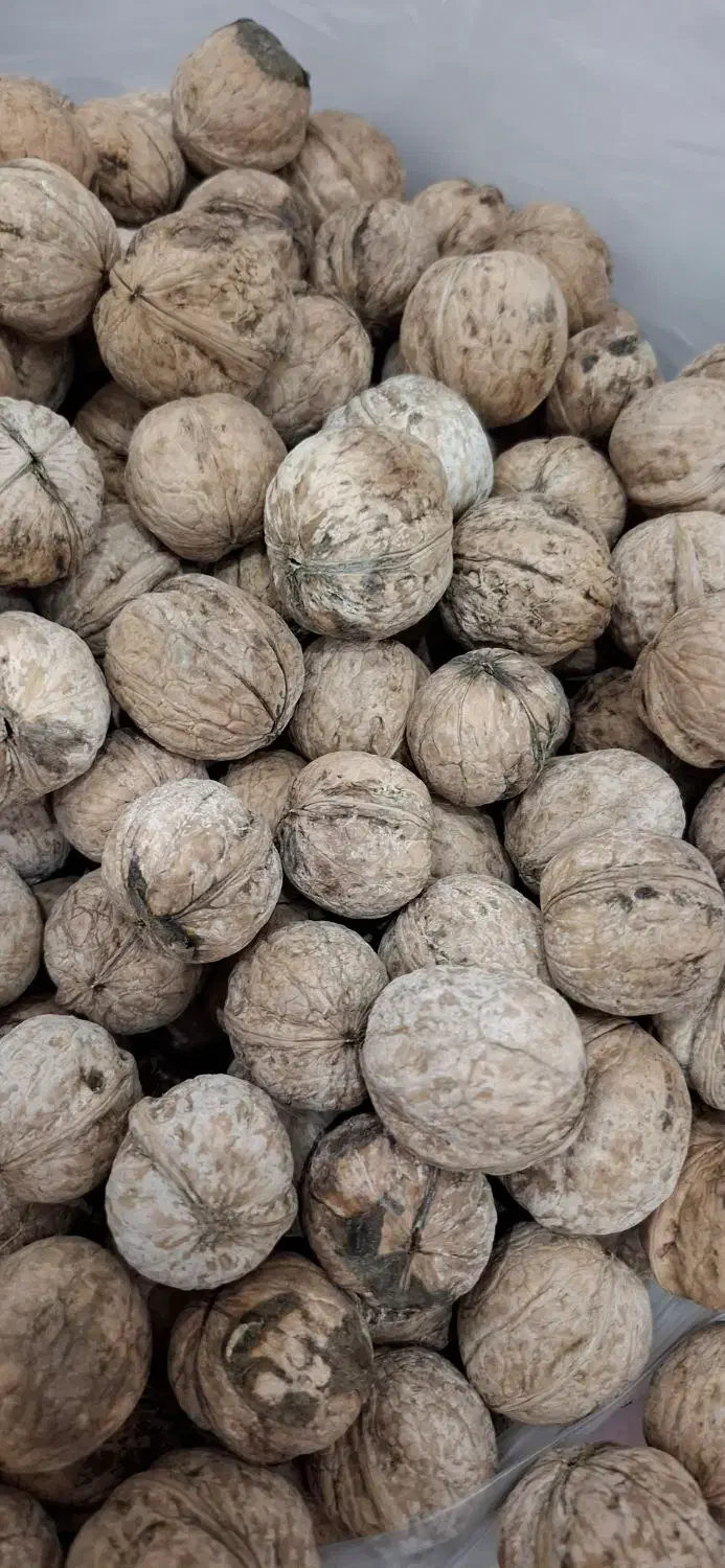 گردو|خوردنی و آشامیدنی|خرم‌آباد, |دیوار