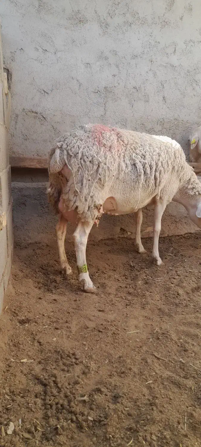 میش لاکن|حیوانات مزرعه|حمیدیا, |دیوار