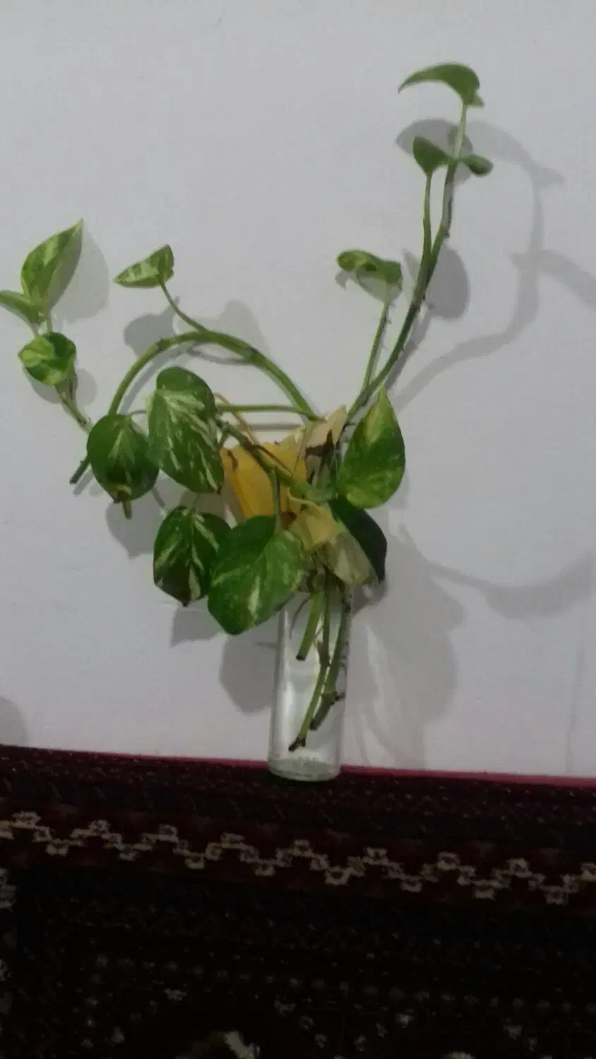 قلمه پتوس بزرگ قلمه گل یخی بزرگ|گل و گیاه طبیعی|سبزوار, باهنر|دیوار