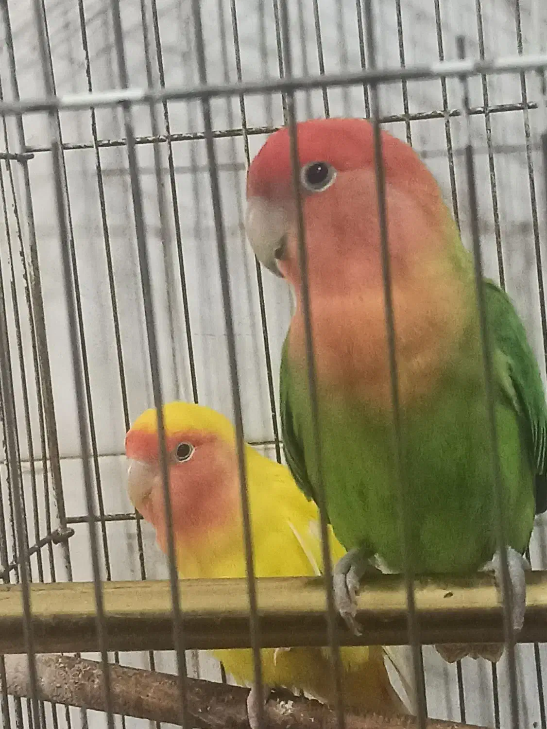 جفت طوطی برزیلی خوشرنگ و خوش صدا|پرنده|رامسر, |دیوار