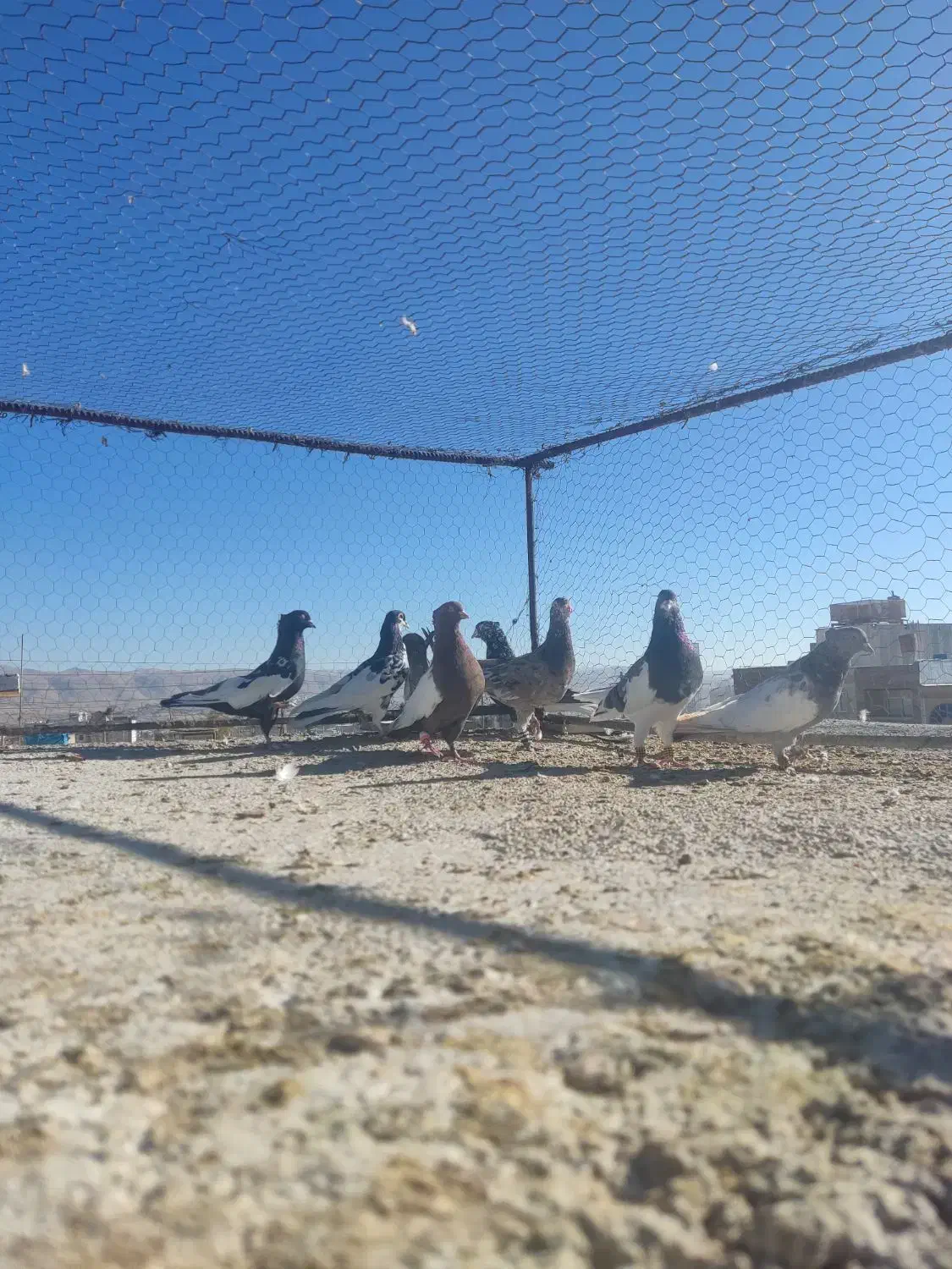 کفتر یا کبوتر|پرنده|شیراز, شهرک گلستان|دیوار