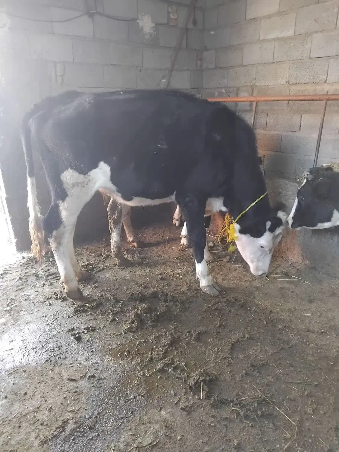 گاو گوساله تلیسه شکم اول سیمنتال درجه1|حیوانات مزرعه|تبریز, |دیوار