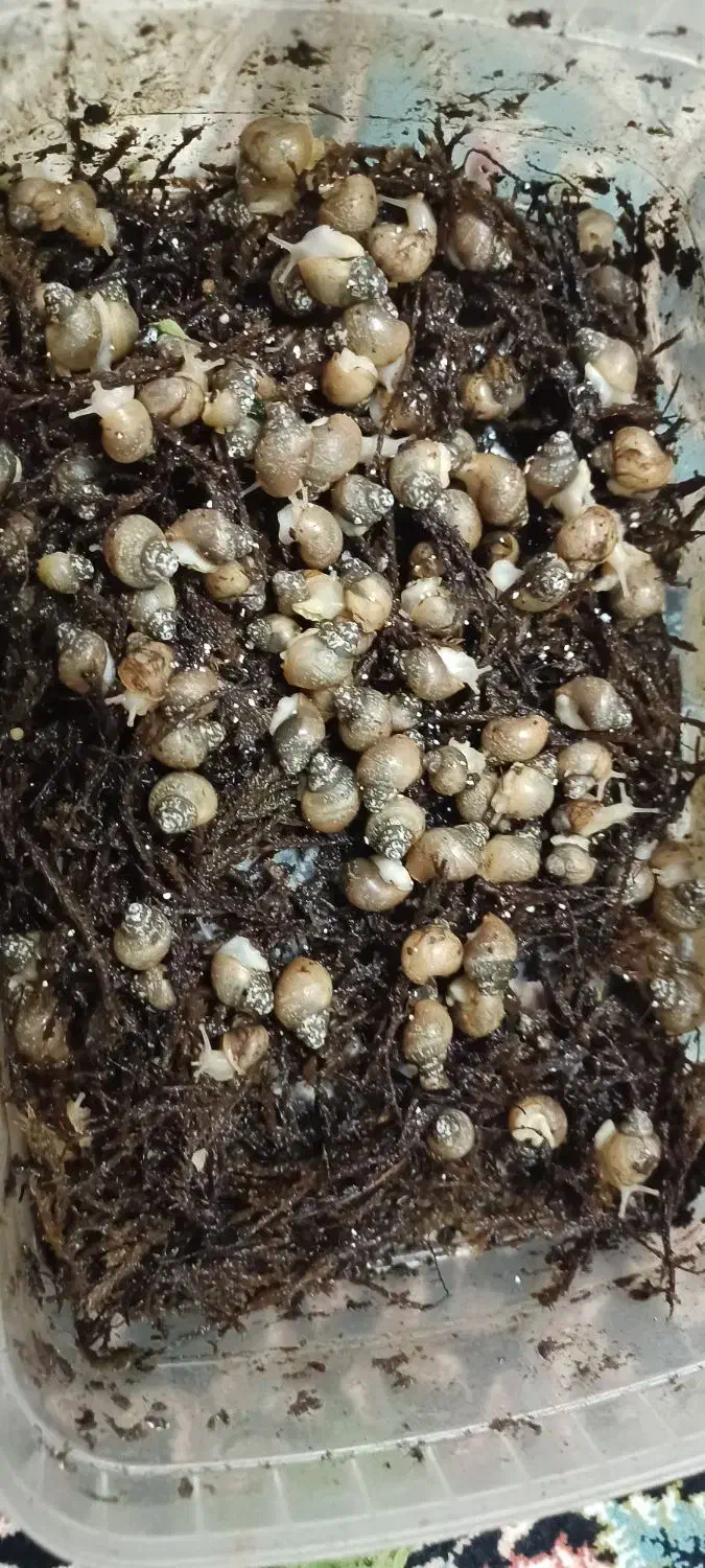 جوجه حلزون|خزنده|پرند, فاز ۶|دیوار