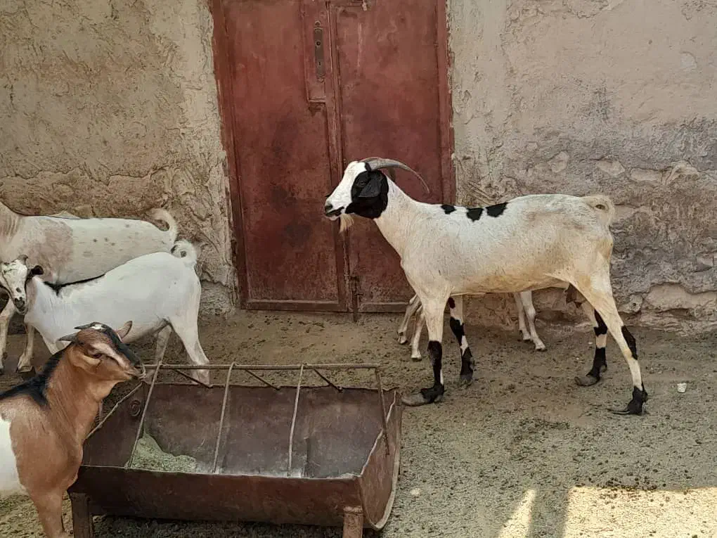بز نر وماده سومال|حیوانات مزرعه|بندرعباس, |دیوار