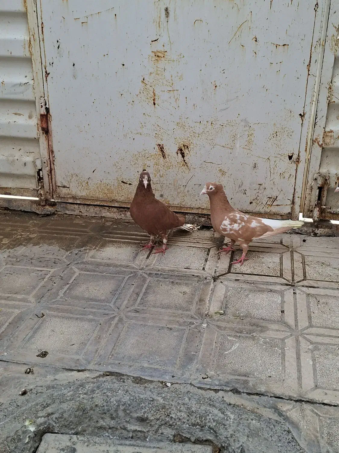 کفتر دم سفید نروماده|پرنده|شیروان (خراسان), |دیوار