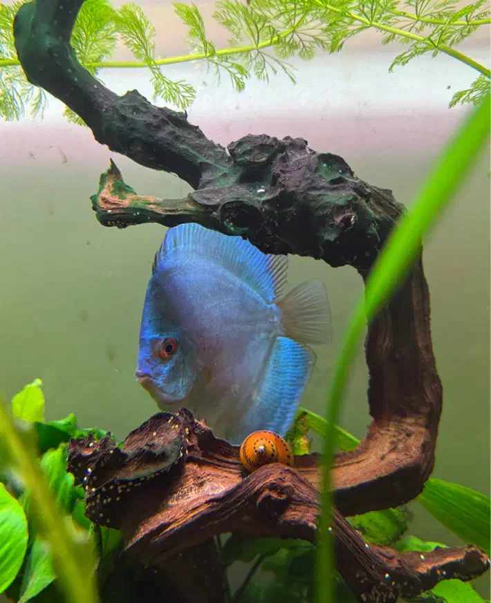 دیسکس جفت|ماهی|مشهد, آزادشهر|دیوار