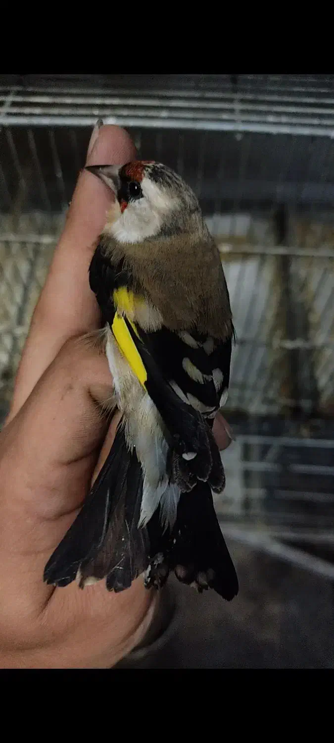 سهره ماده عروسک|پرنده|تهران, مینای شمالی (مخبر)|دیوار