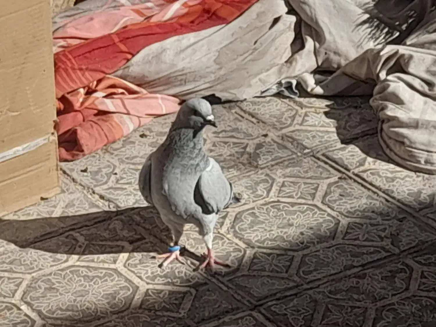 کفتر سبز کلاغ و نارپشت دم سیاه|پرنده|کرمان, |دیوار