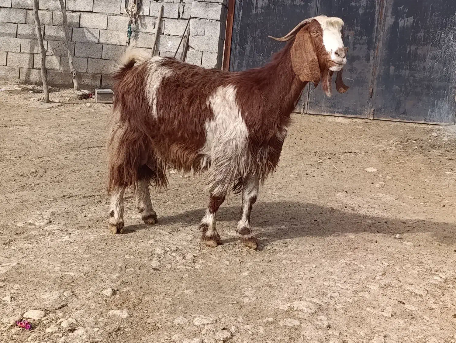 بز درشت آبستن دوقلو زا|حیوانات مزرعه|کوزران, |دیوار