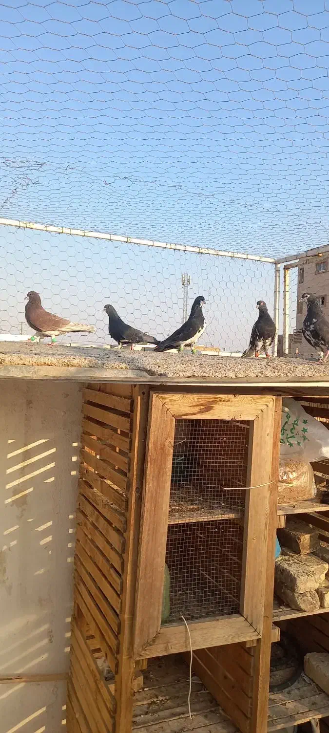 کفتر شهری|پرنده|شیراز, عادل آباد|دیوار