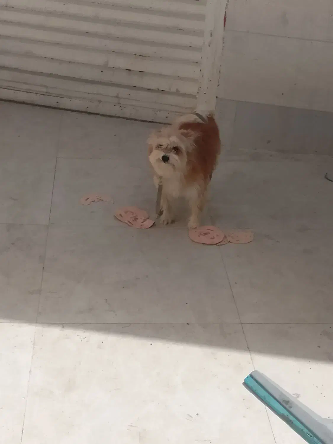 سگ .|سگ|بهبهان, |دیوار