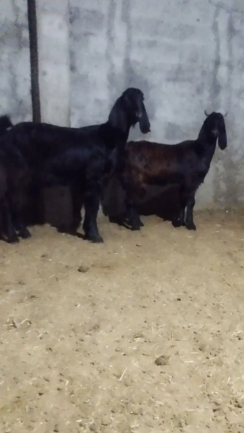 بز جوان با بزغاله ماده اس|حیوانات مزرعه|آق قلا, |دیوار