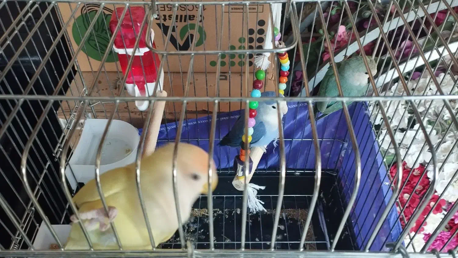 کوتوله طوطی برزیلی|پرنده|قرچک, شهرک الحدید|دیوار