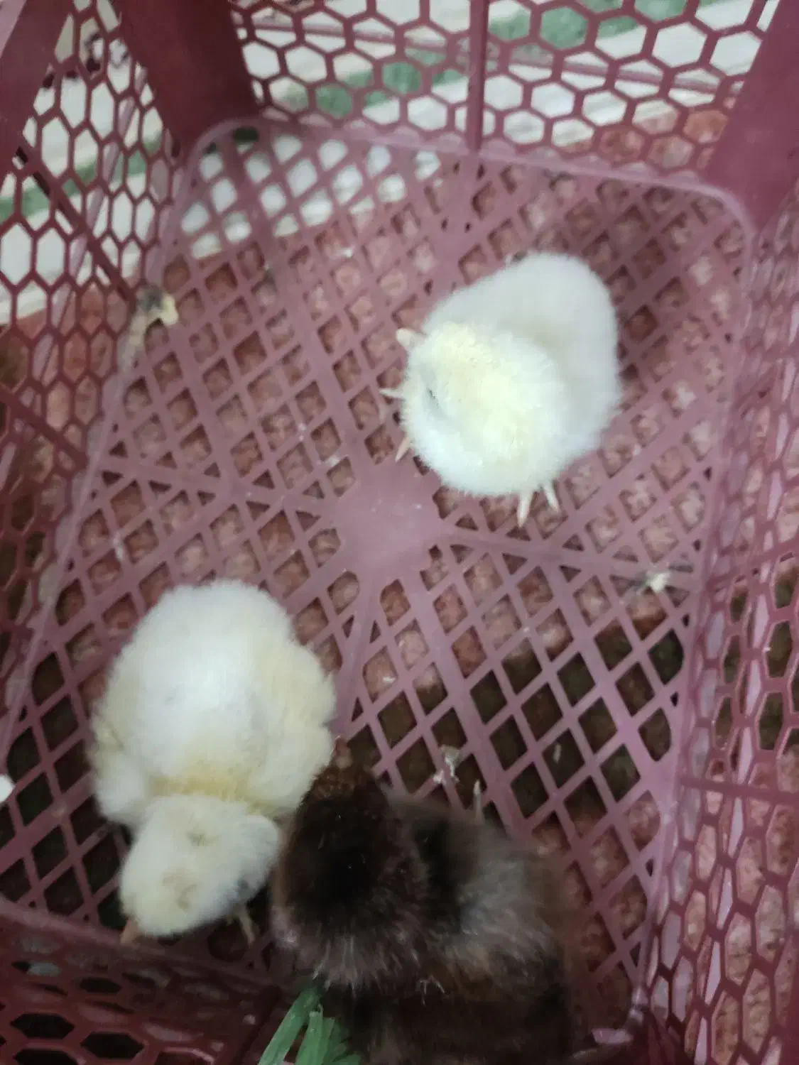 فروش جوجه دو روزه و یک هفته ای|حیوانات مزرعه|جهرم, |دیوار