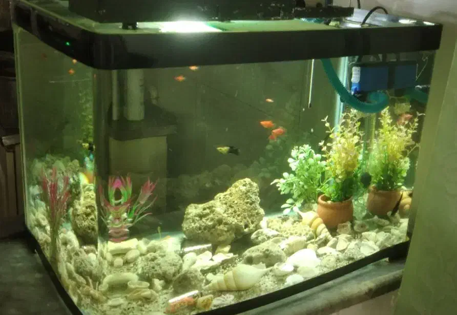 اکواریوم ماهی با همه تجهیزات|ماهی|ماکو, |دیوار