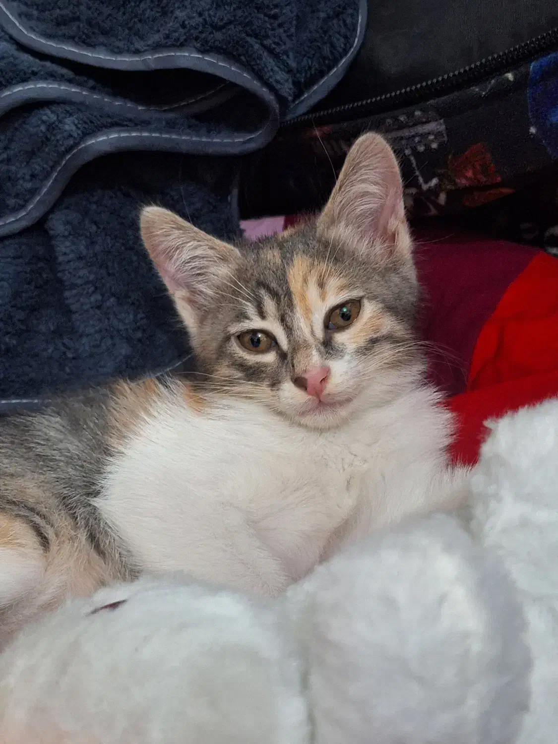 واگذاری گربه رایگان|گربه|رشت, کوی مهر|دیوار