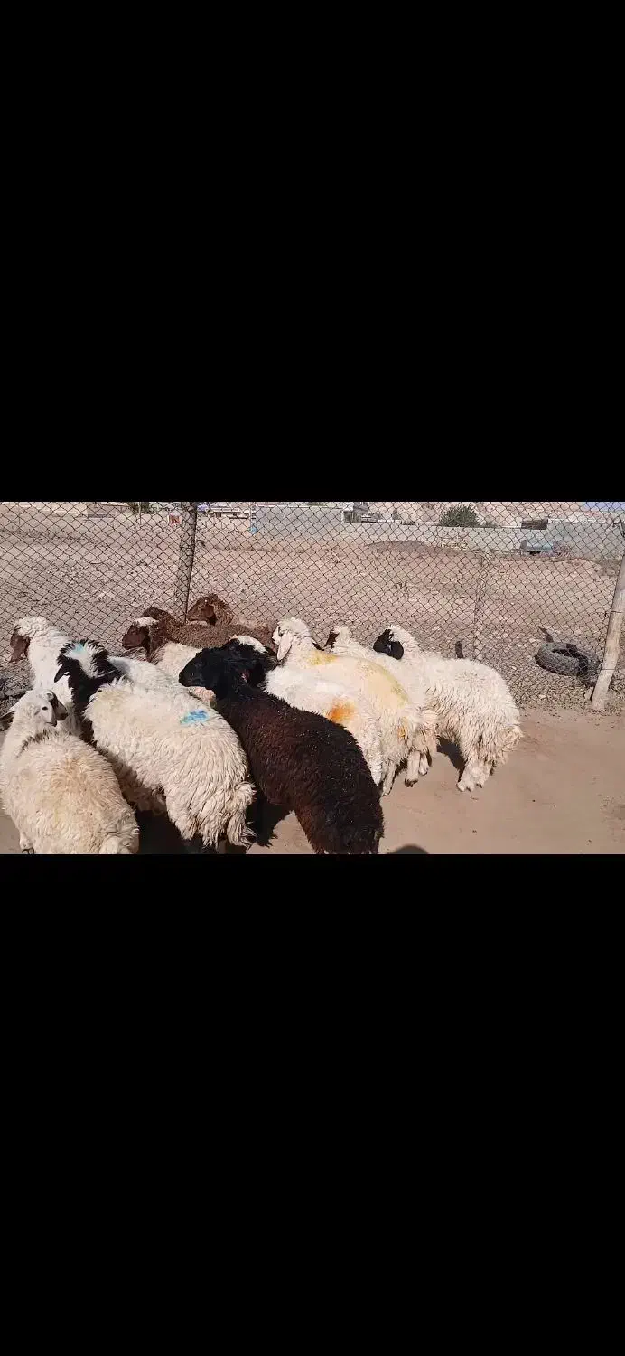 11عدد بره 7نر4ماده|حیوانات مزرعه|دره شهر, |دیوار