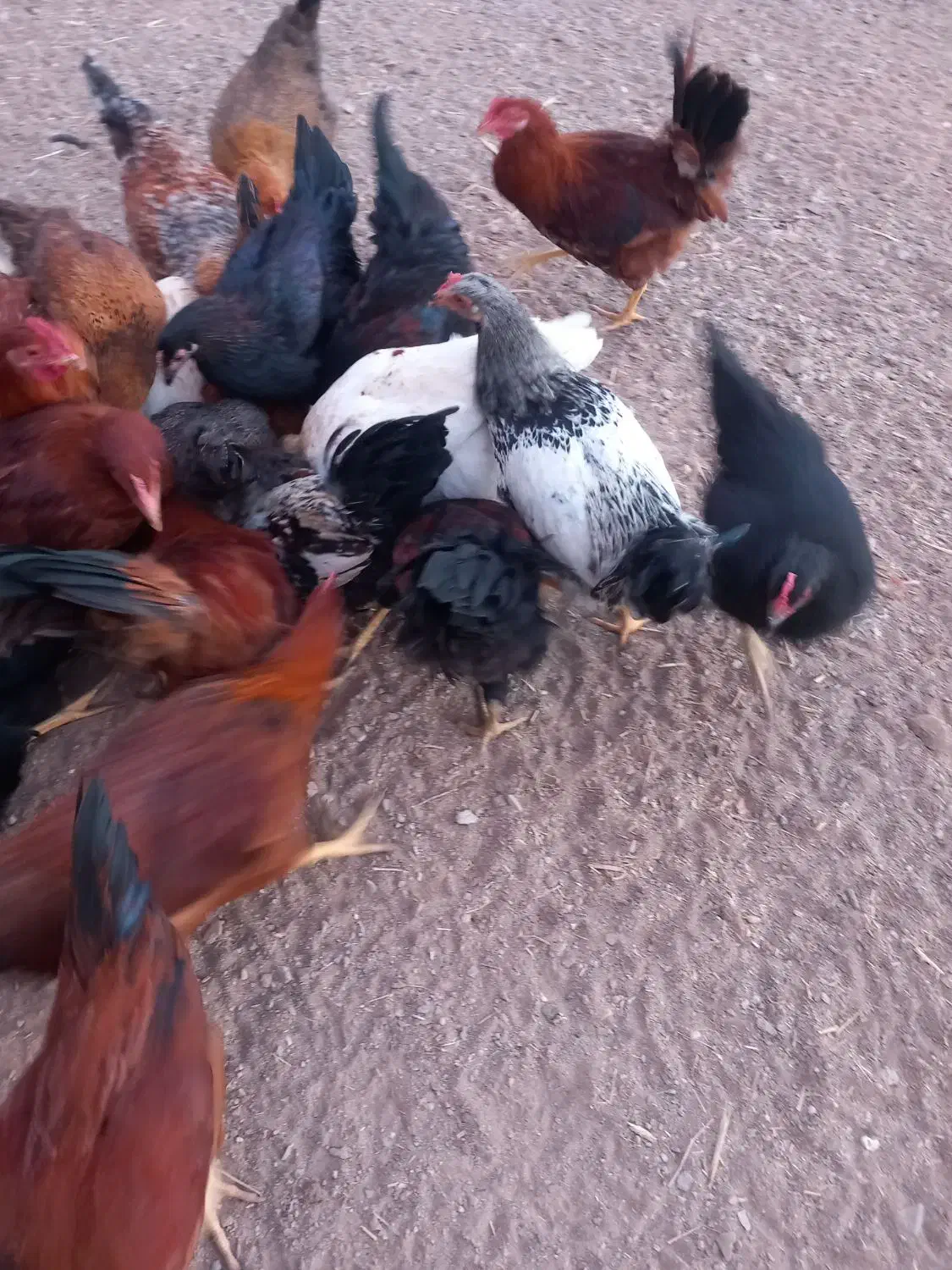 خروس نیمچه|حیوانات مزرعه|زاویه, |دیوار