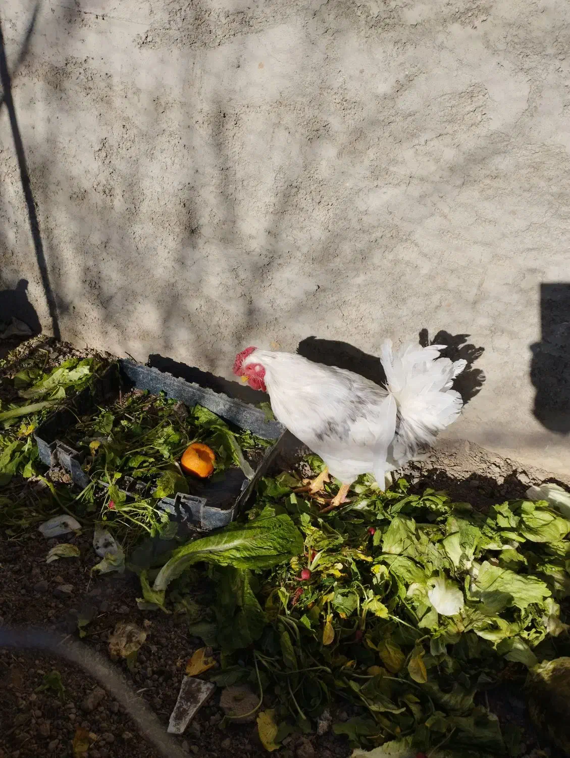 خروس گلین|حیوانات مزرعه|مبارکه, |دیوار