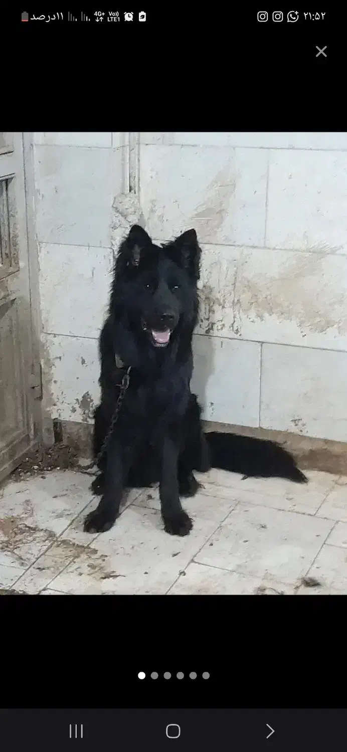 سگ ژرمن بلک ماده لوطان|سگ|زاهدان, |دیوار