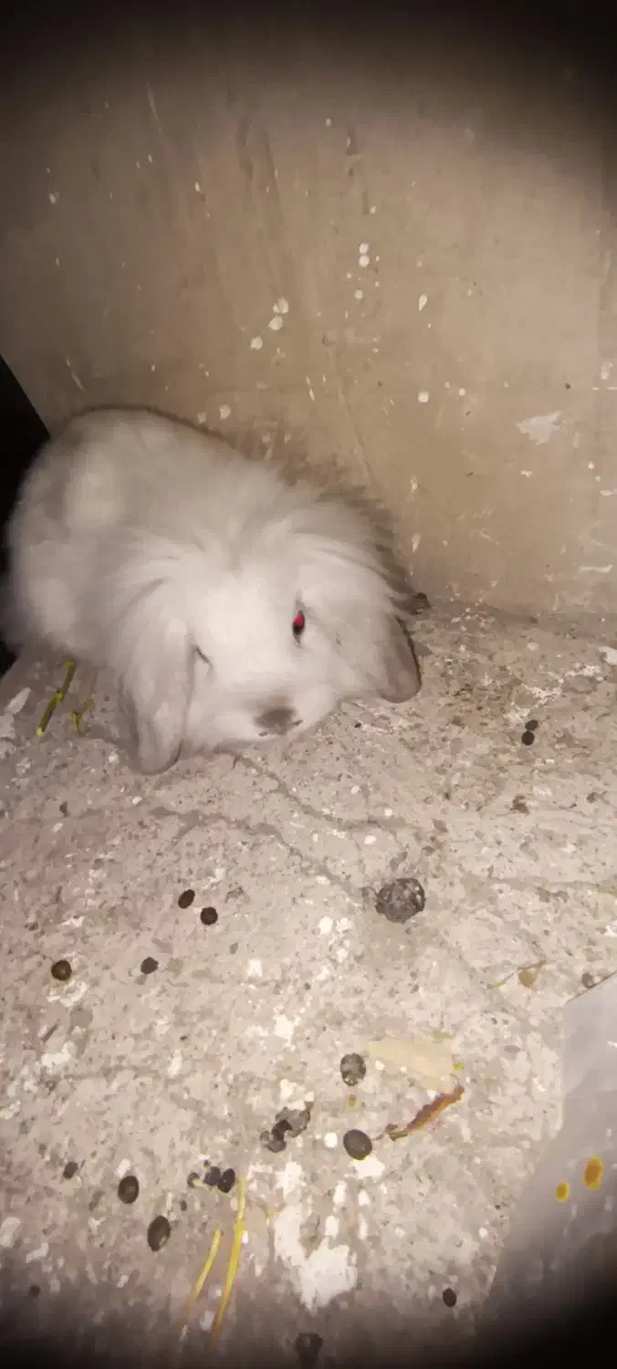 نژاد اصل|موش و خرگوش|اهر, |دیوار