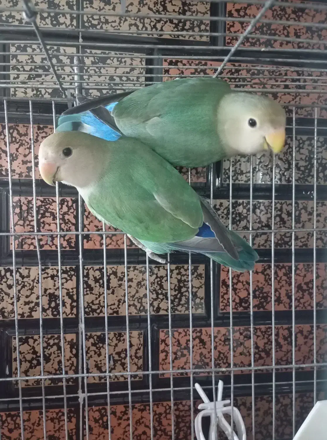 طوطی برزیلی|پرنده|پلدختر, |دیوار