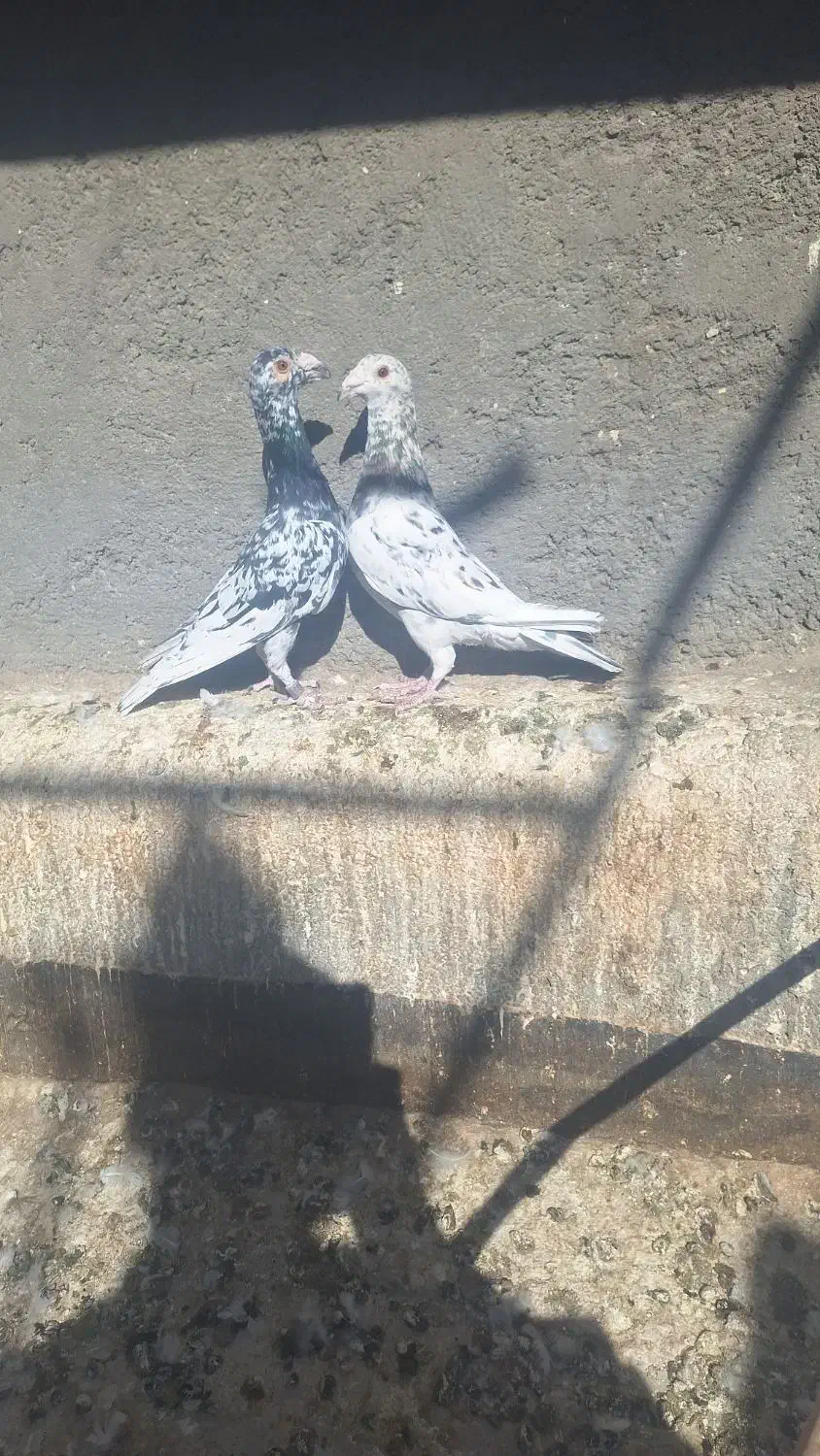 کفتر پرنده|پرنده|تربت‌حیدریه, مسجد جامع|دیوار