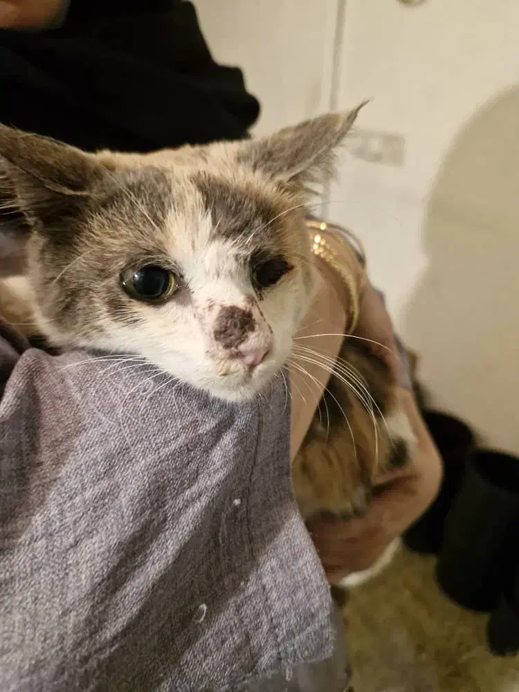 واگذاری گربه|گربه|لاهیجان, یوسف آباد|دیوار