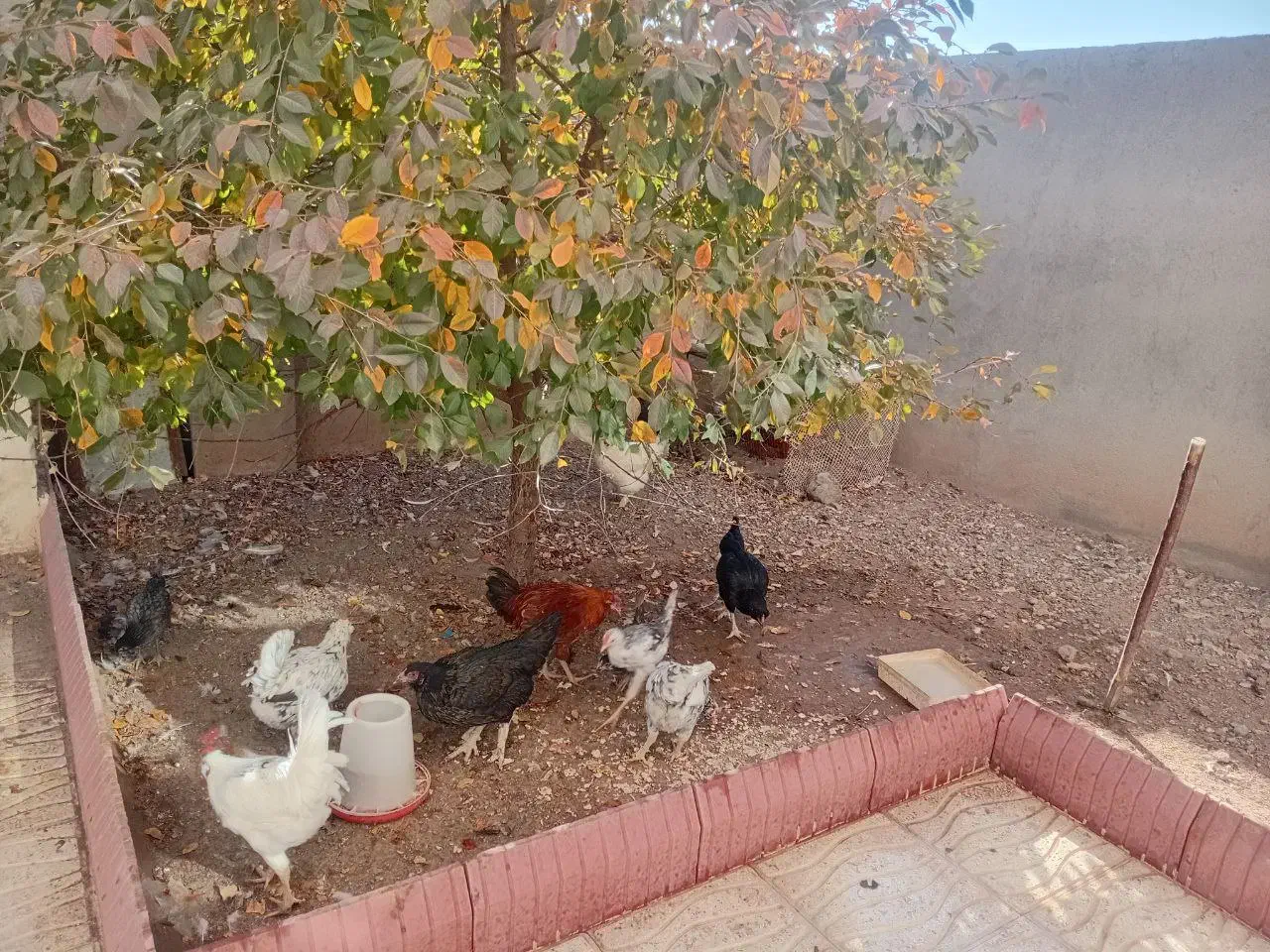 فروش مرغ و خروس|حیوانات مزرعه|ترکمانچای, |دیوار