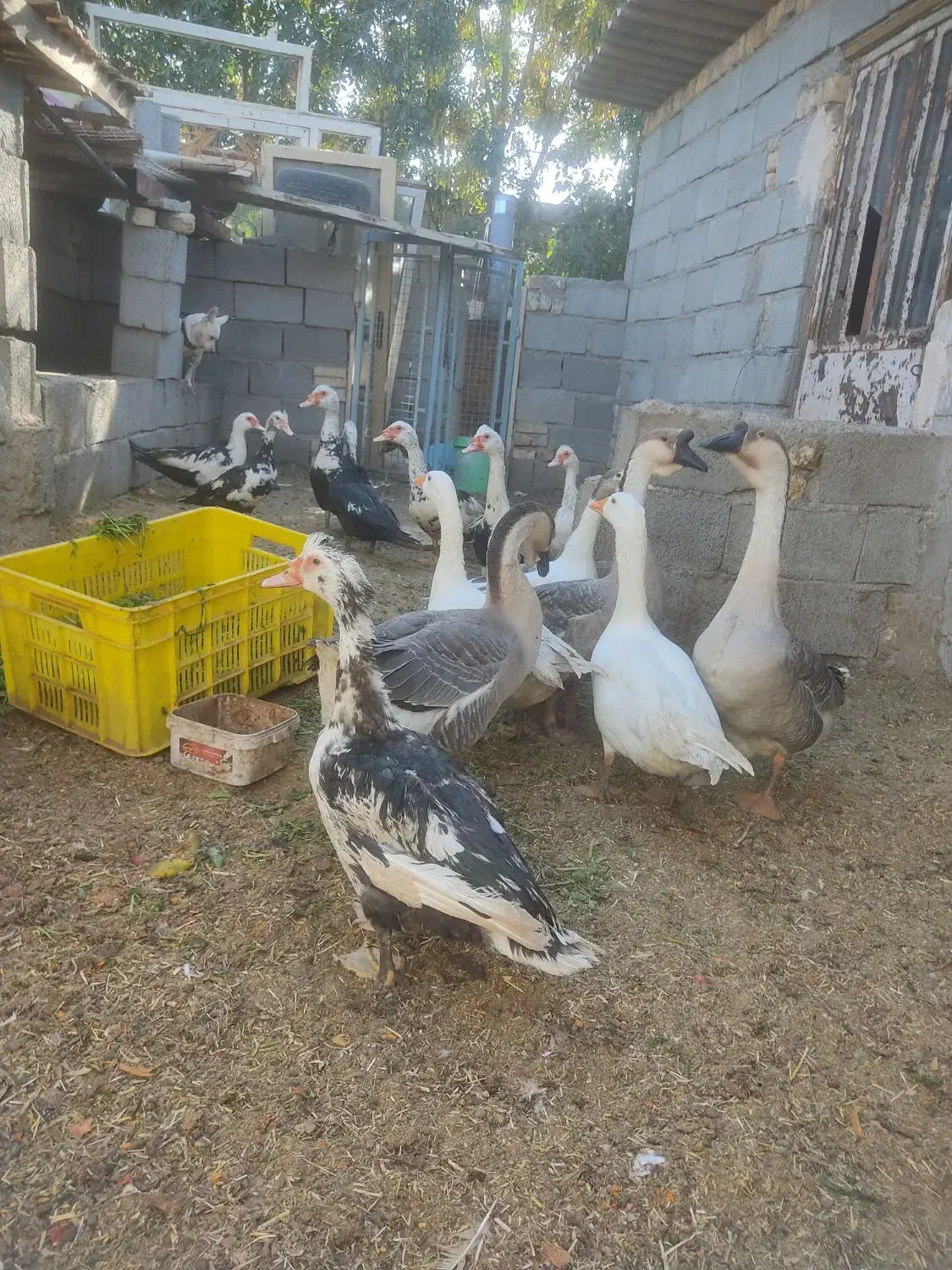 غاز قوغاز و اردک اسرائیلی در فریمان|حیوانات مزرعه|فریمان, |دیوار