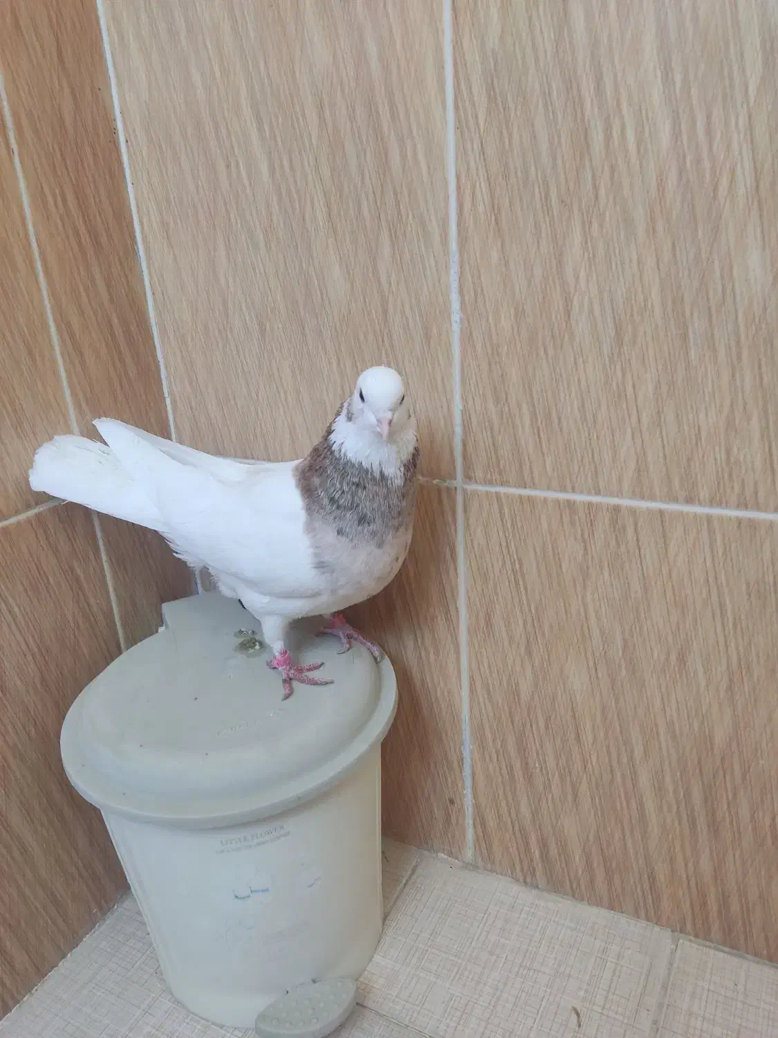 فروش کبوتر|پرنده|سعدآباد, |دیوار