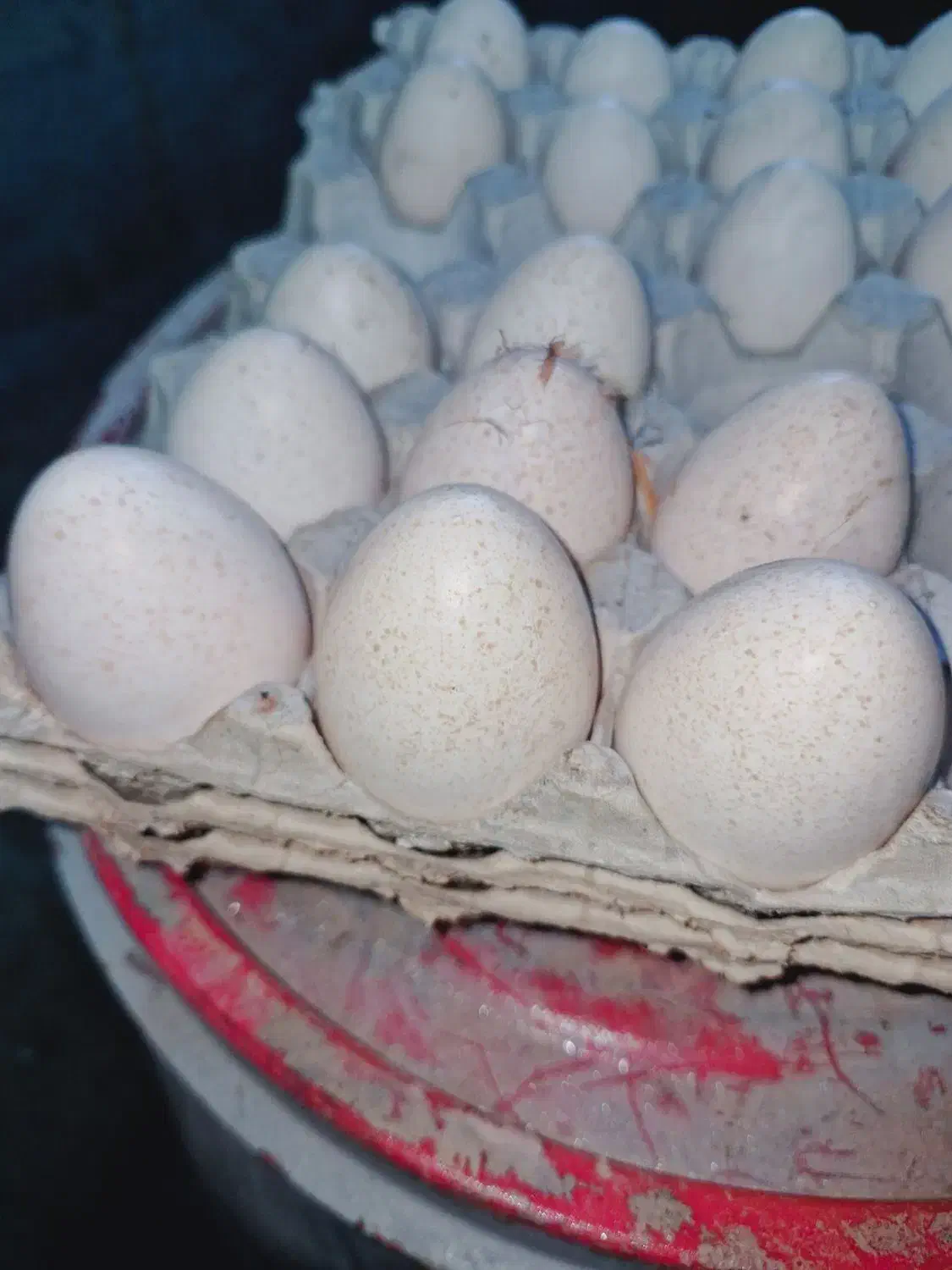 تخم بوقلمون نژاد بوربون آمریکا|حیوانات مزرعه|گرگان, |دیوار