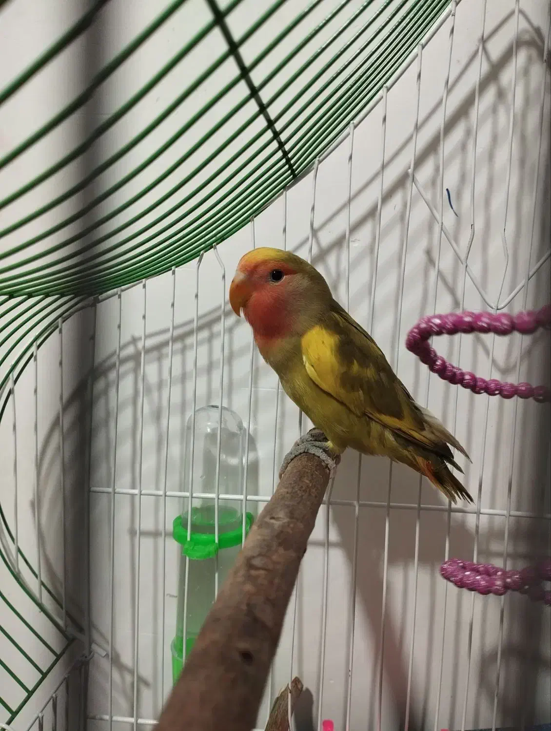 کوتوله برزیلی|پرنده|شاهرود, |دیوار