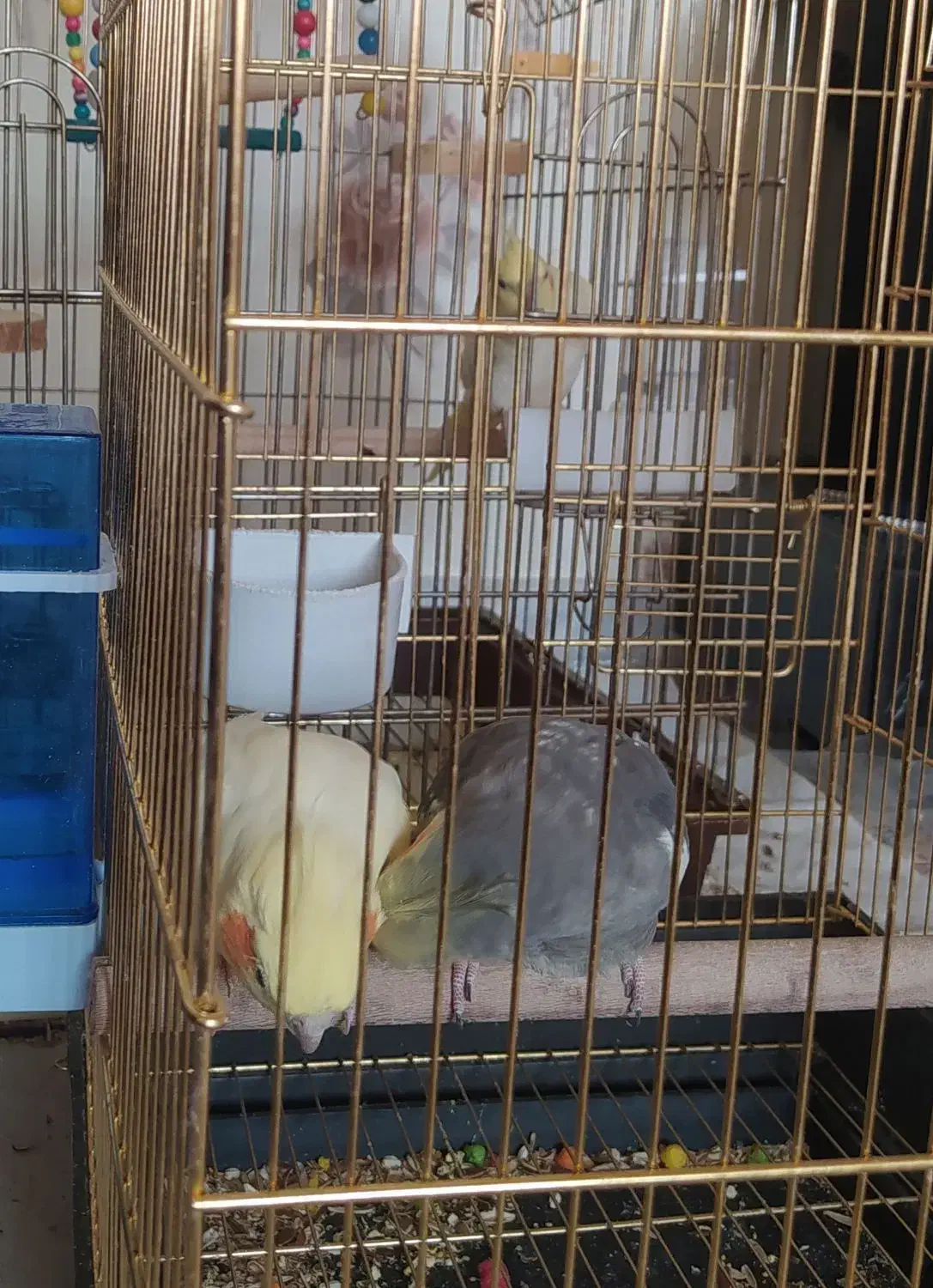 یک جفت عروس هلندی|پرنده|اصفهان, سنبلستان|دیوار