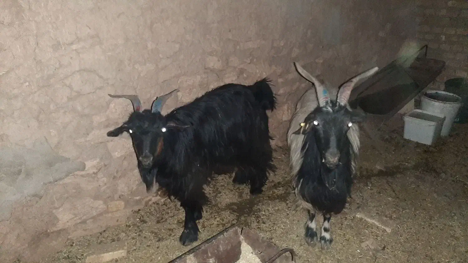 بز داشتی کردی آبستن|حیوانات مزرعه|یزد, |دیوار