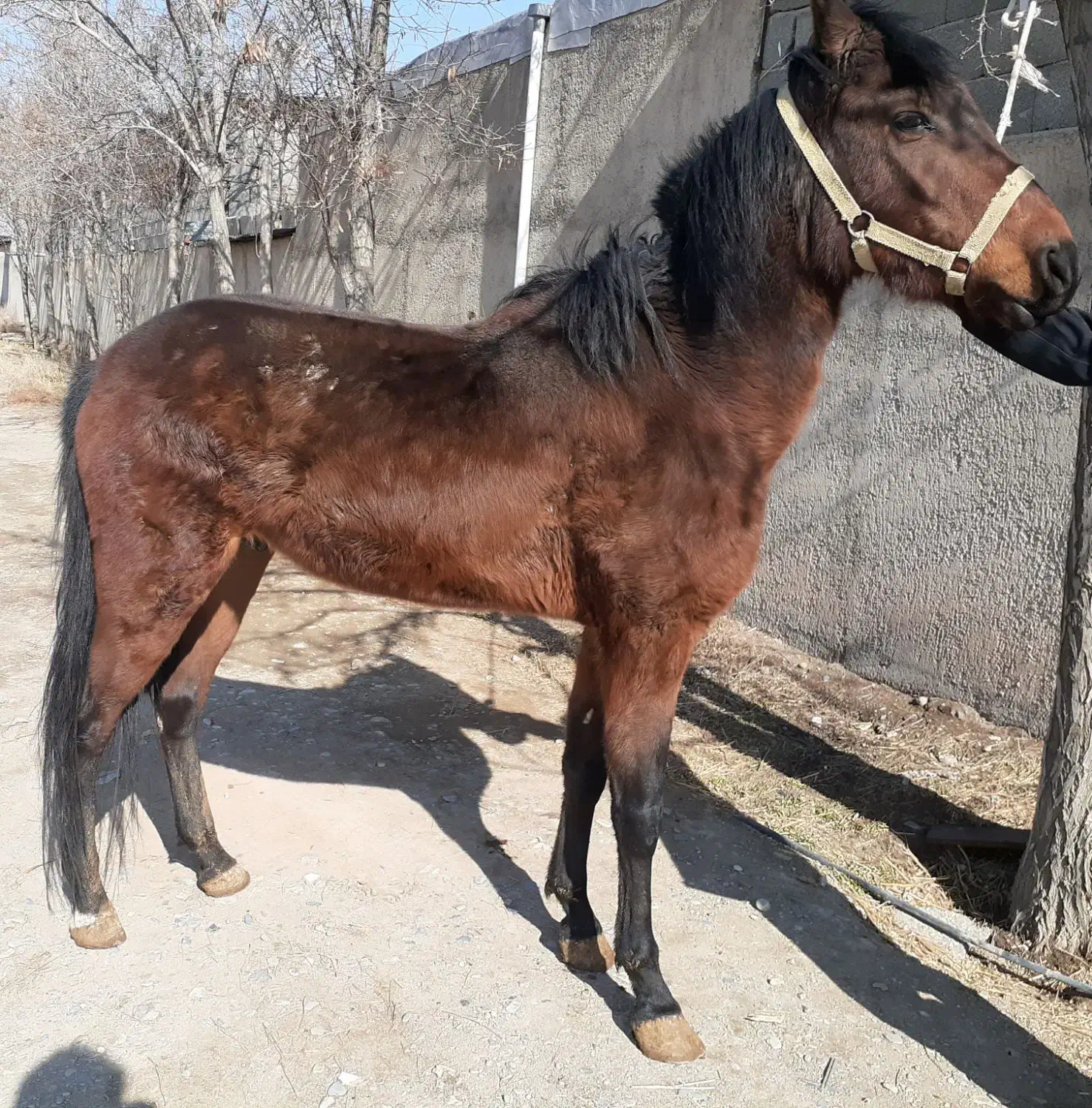 اسب نریان آرام|اسب و تجهیزات اسب‌سواری|هشتگرد, هشتگرد قدیم|دیوار