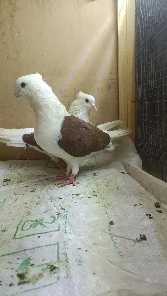 دوکت|پرنده|دره شهر, |دیوار