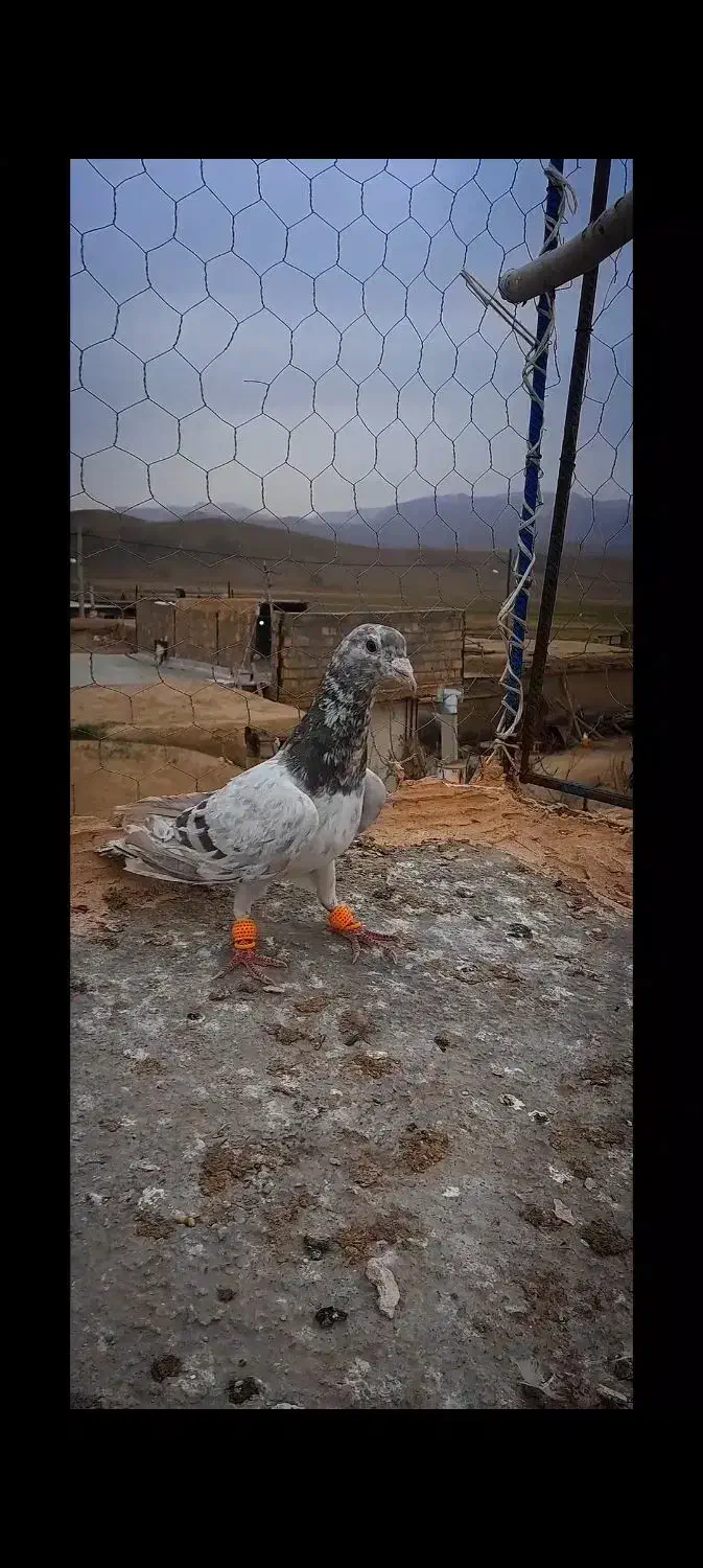 زدوخردی|پرنده|نیشابور, مازول|دیوار