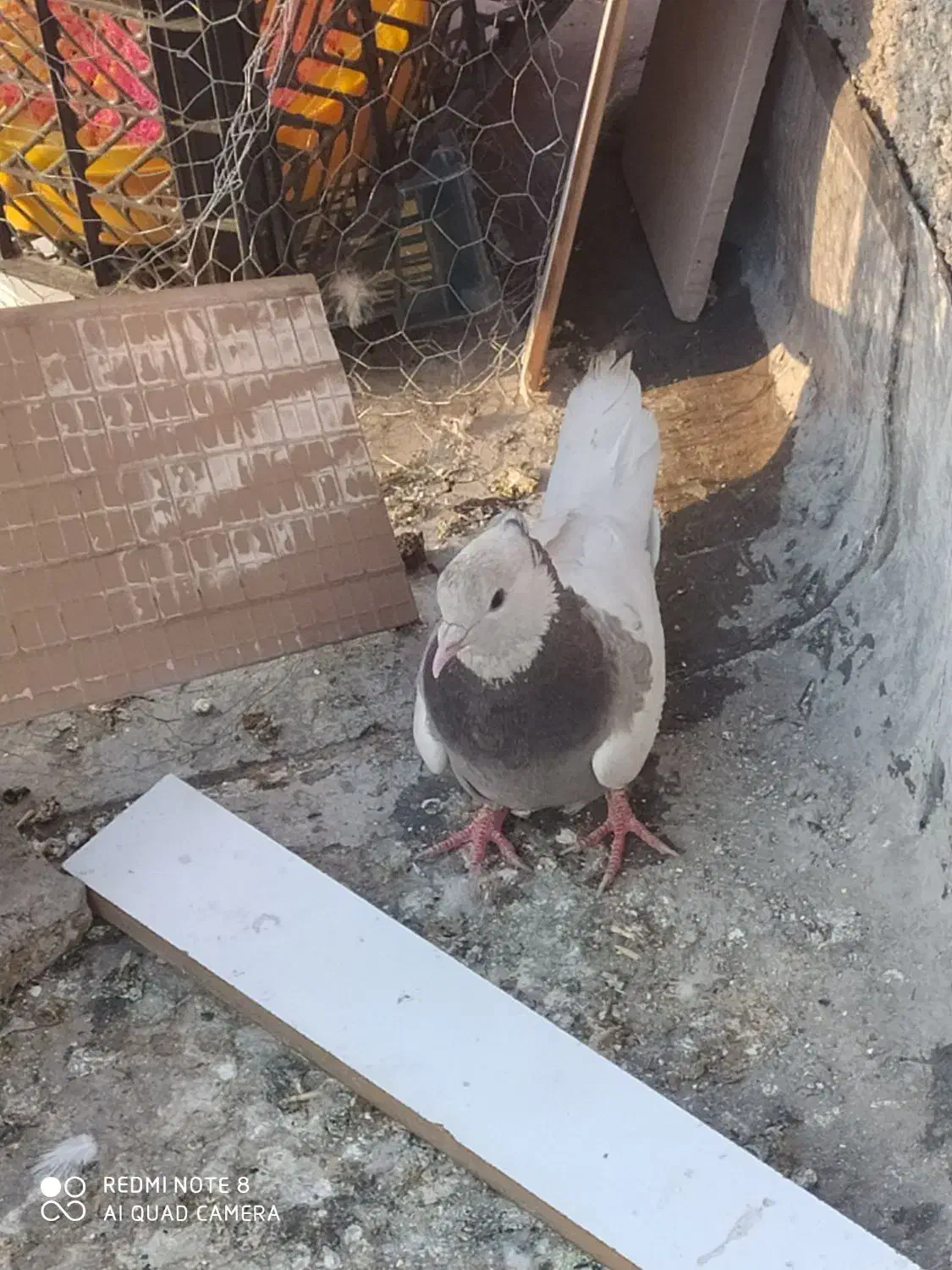 کبوتر طوق فقط۵۰۰|پرنده|یاسوج, |دیوار