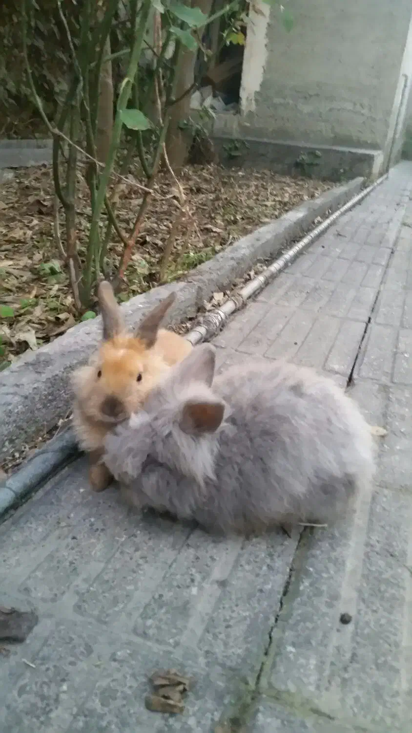 بچه خرگوش پشم آلو|موش و خرگوش|کردکوی, |دیوار