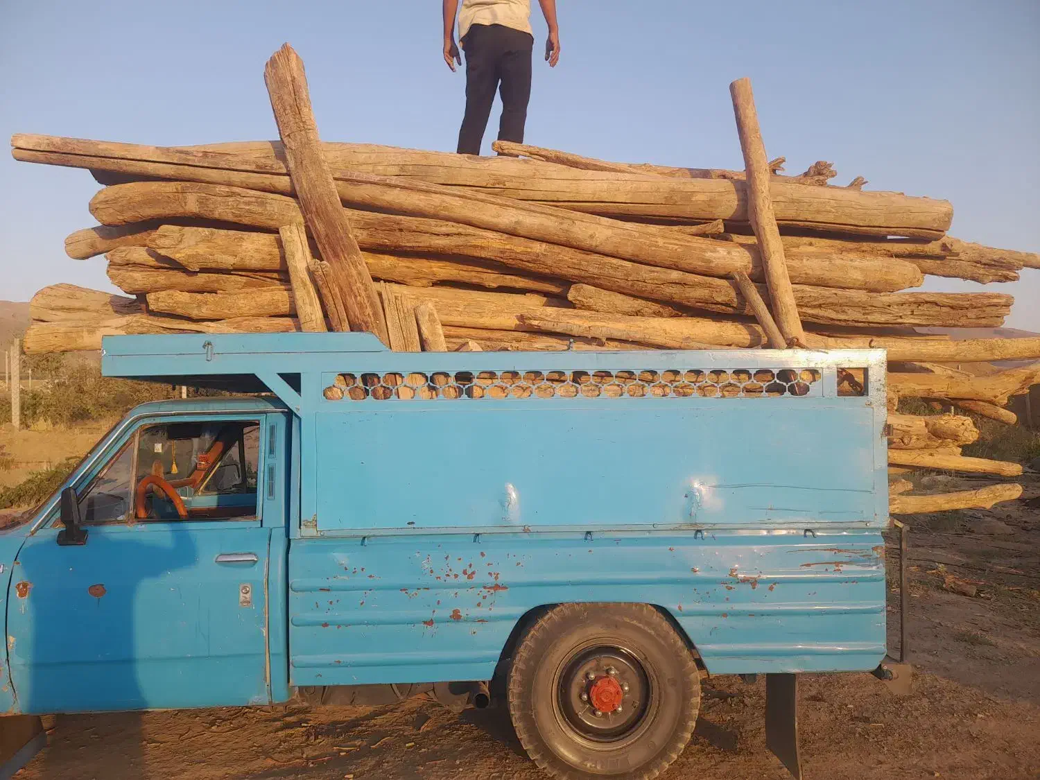 خرید انواع چوب درخت|خدمات باغبانی و درختکاری|کنگاور, |دیوار