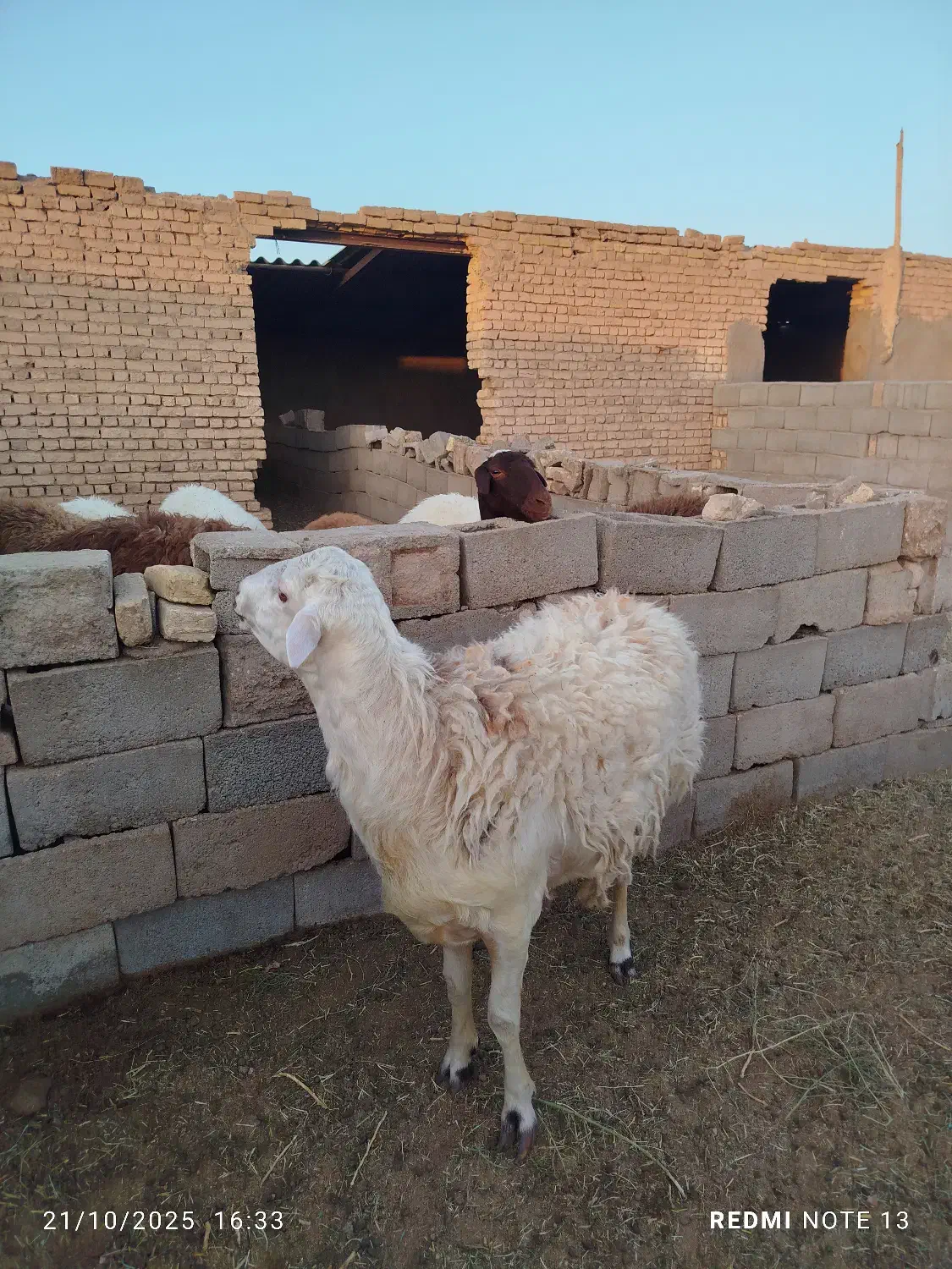 5 راس بره قوچی|حیوانات مزرعه|یونسی, |دیوار