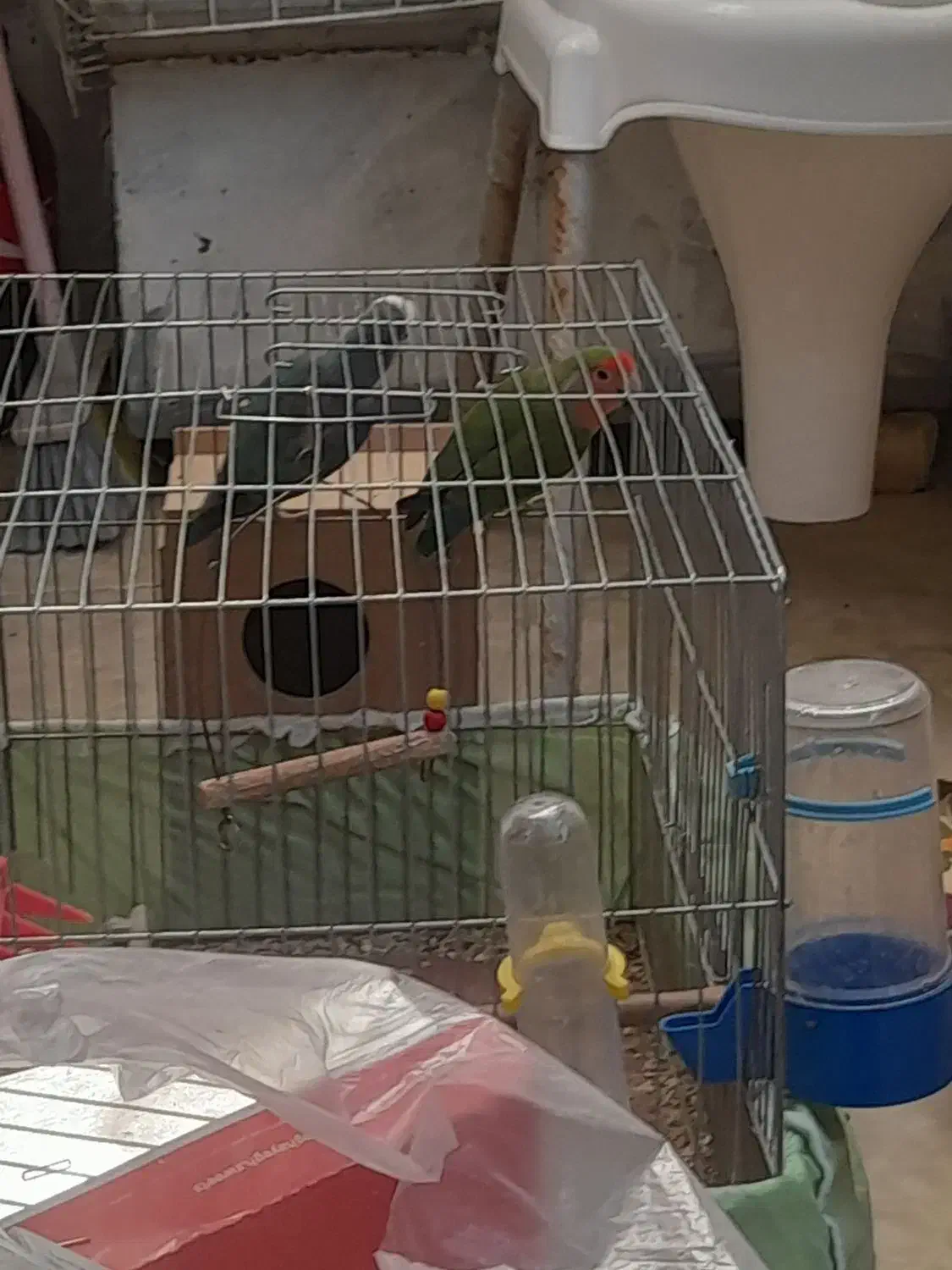 طوطی برزیلی|پرنده|مسجد سلیمان, |دیوار