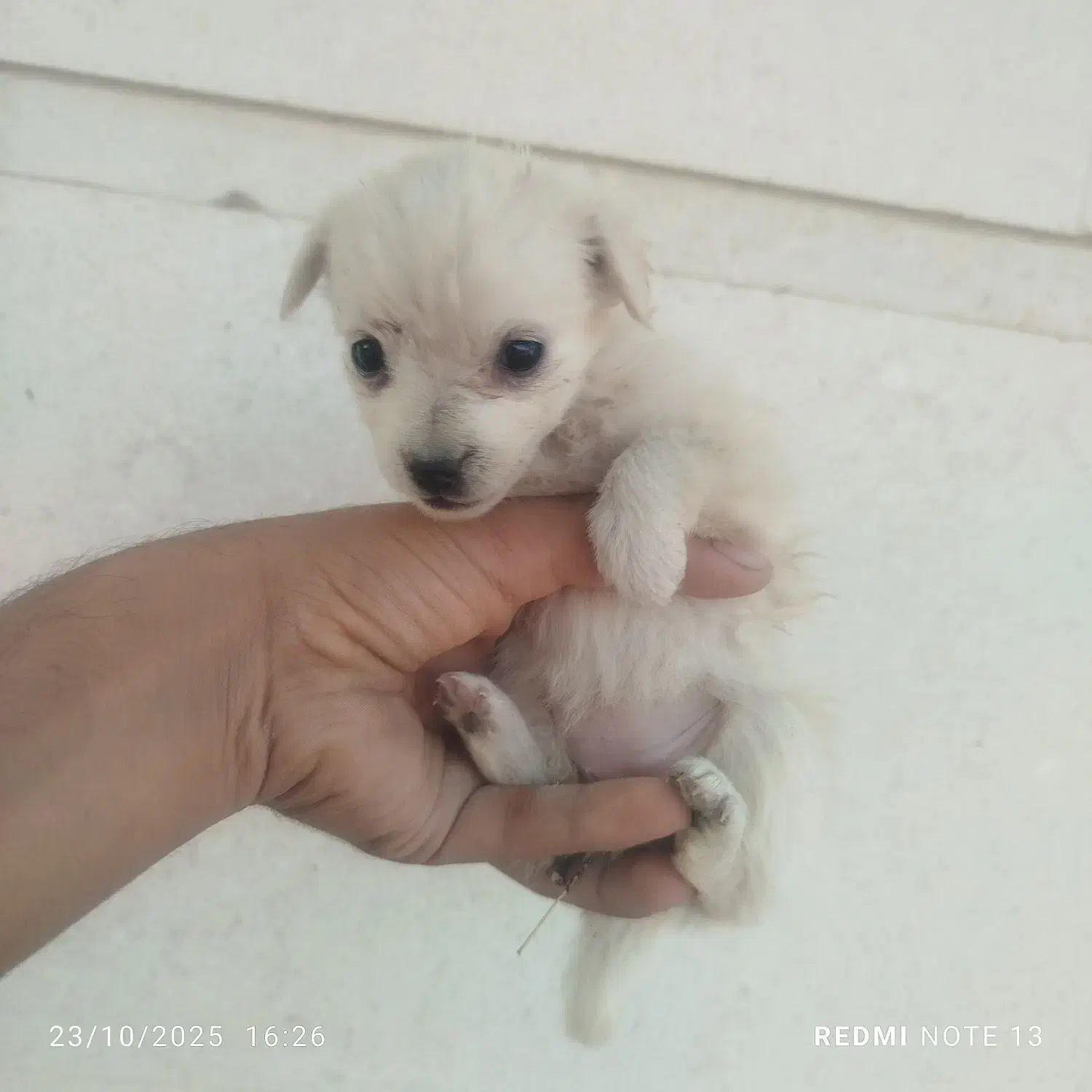 اشپیتز|سگ|کرمان, |دیوار