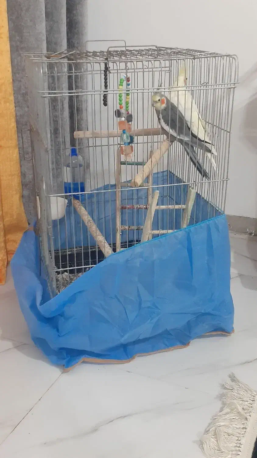 دو عدد عروس هلندی بزرگ|پرنده|ایوان, |دیوار