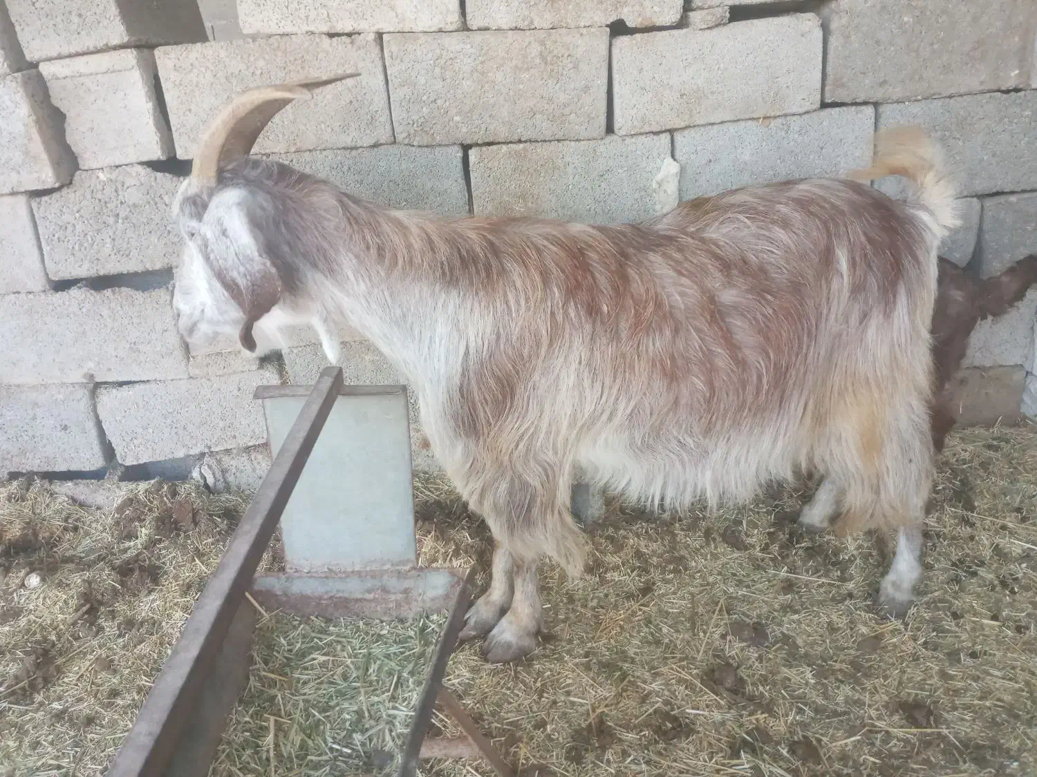 بززاییده|حیوانات مزرعه|بهبهان, |دیوار